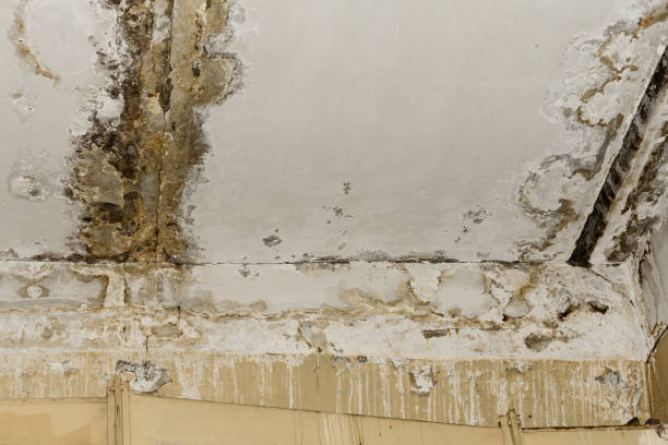 Grafton, ND Mold Removal Company