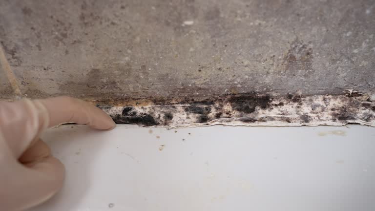 Forensic Mold Investigation in Grafton, ND